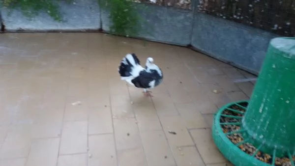 Pavoncelle da cerimonia