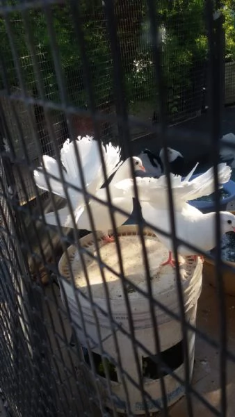 Pavoncelle da cerimonia | Foto 0