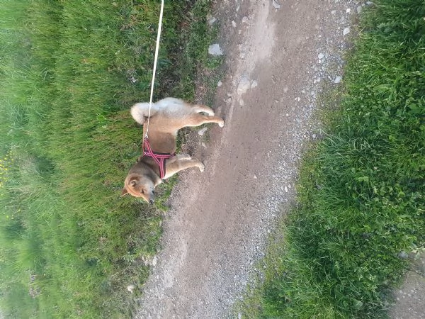 shiba | Foto 3
