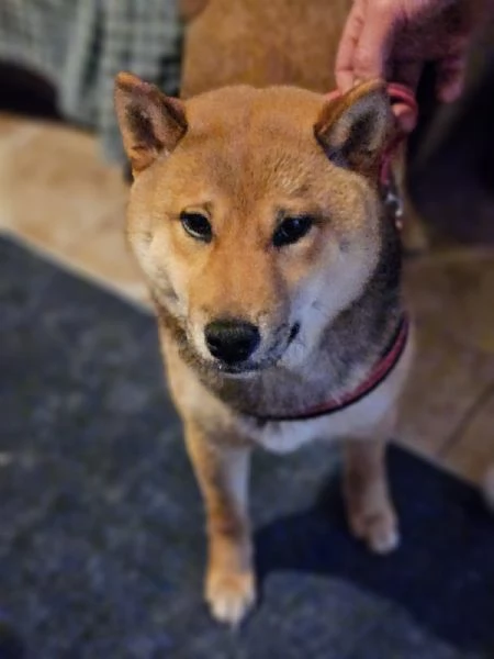 shiba | Foto 2