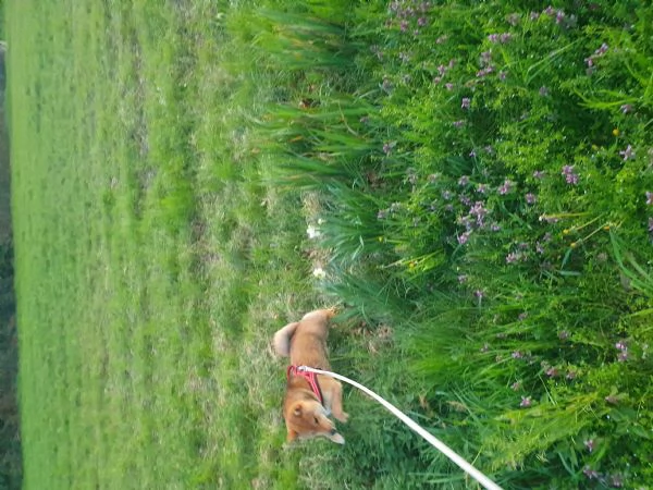 shiba | Foto 1