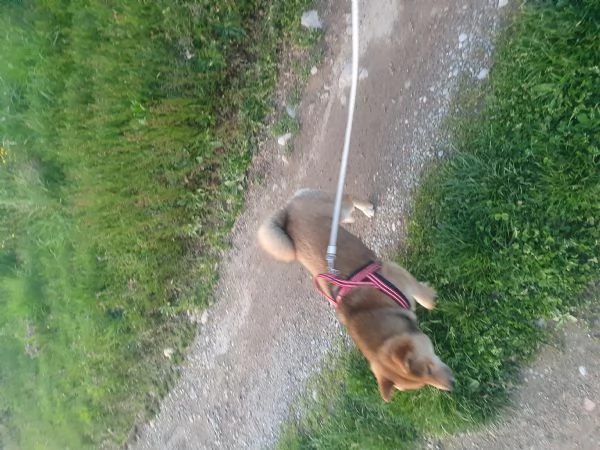 shiba | Foto 0