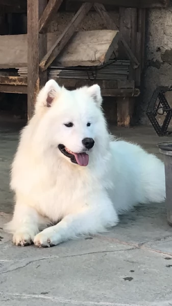 Cuccioli di Samoiedo  | Foto 3