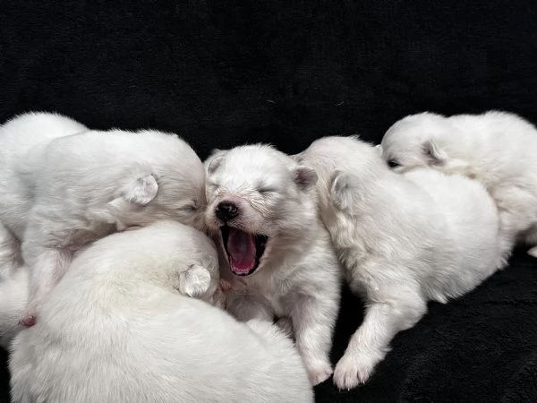 Cuccioli di Samoiedo  | Foto 1