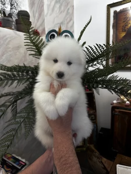 Cuccioli di Samoiedo  | Foto 0