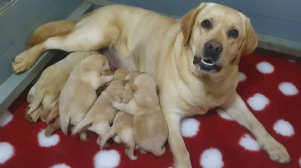 Cuccioli di Labrador Retriever | Foto 5