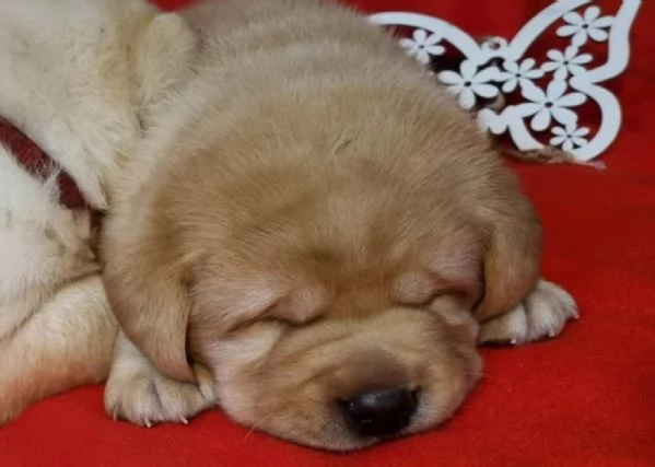 Cuccioli di Labrador Retriever | Foto 2