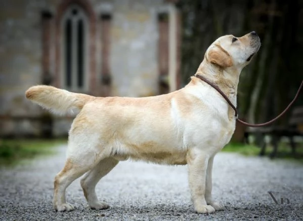 Cuccioli di Labrador Retriever | Foto 0
