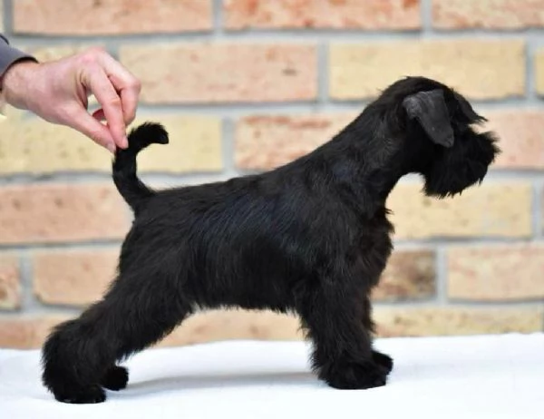 Cuccioli di Schnauzer Miniatura Neri | Foto 2