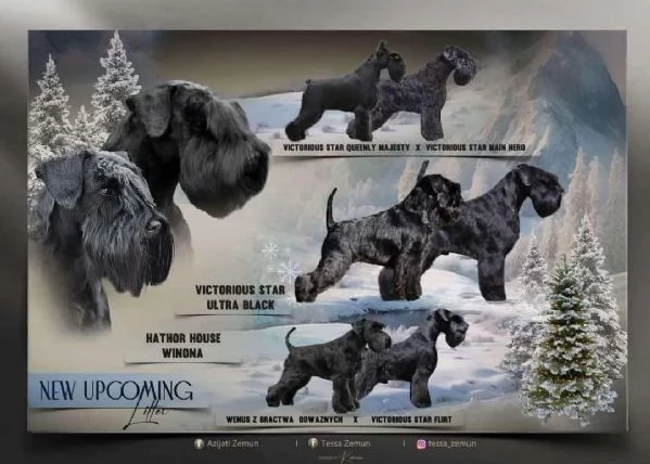 Cuccioli di Schnauzer Miniatura Neri | Foto 0