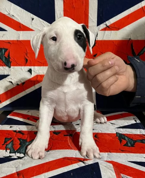 Bull Terrier inglese standard cuccioli  | Foto 2