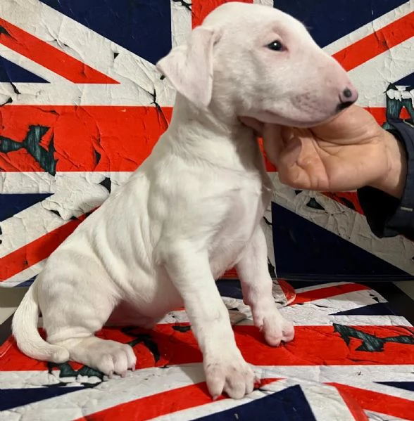 Bull Terrier inglese standard cuccioli  | Foto 1