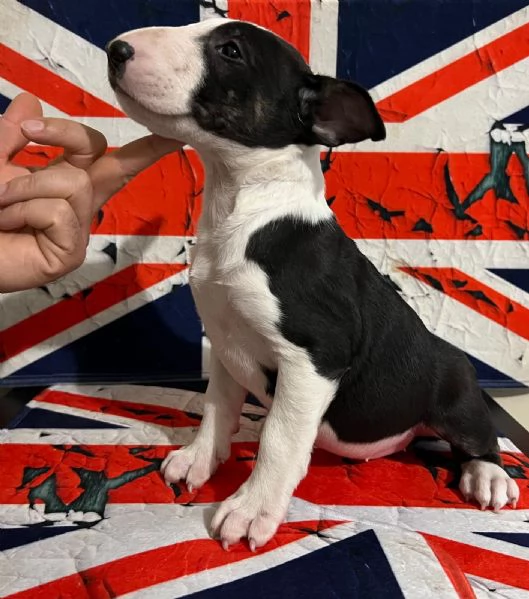 Bull Terrier inglese standard cuccioli 