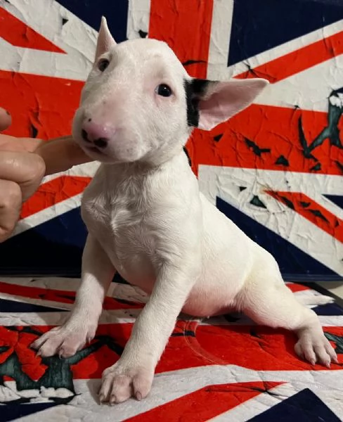 Bull Terrier inglese standard cuccioli  | Foto 0