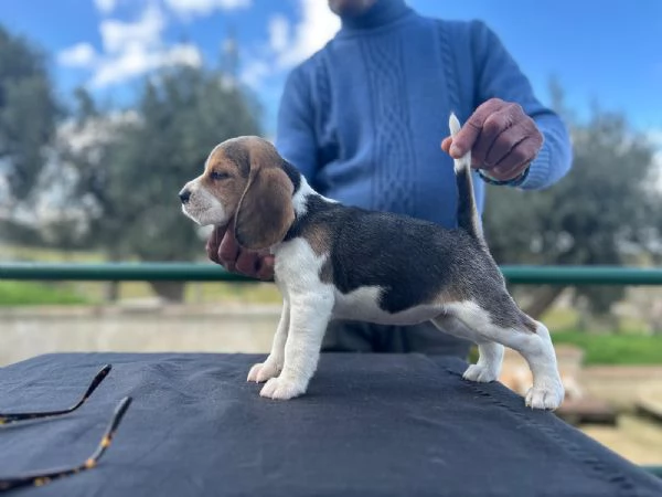 Cuccioli di beagle 