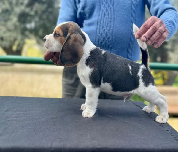 Cuccioli di beagle  | Foto 0
