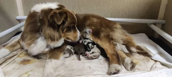 Pastore australiano  | Foto 3