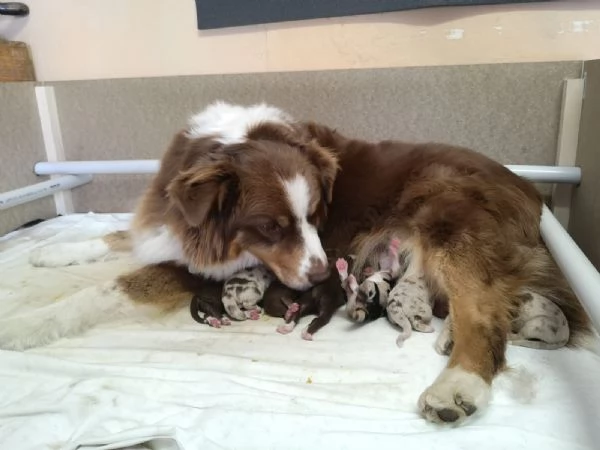 Pastore australiano  | Foto 2