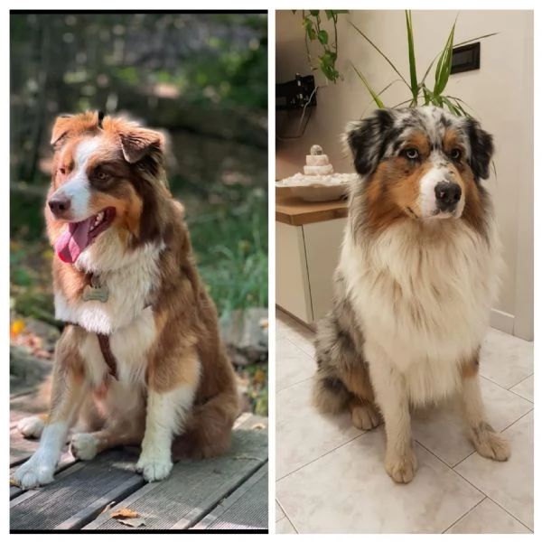 Pastore australiano  | Foto 1