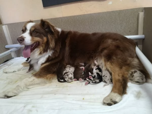 Pastore australiano  | Foto 0