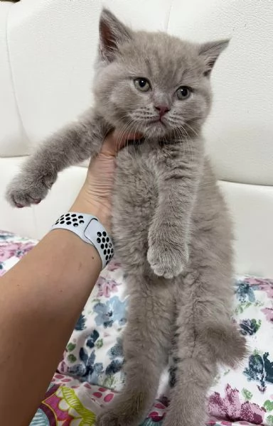 Gattini British Shorthair – Unica Occasione