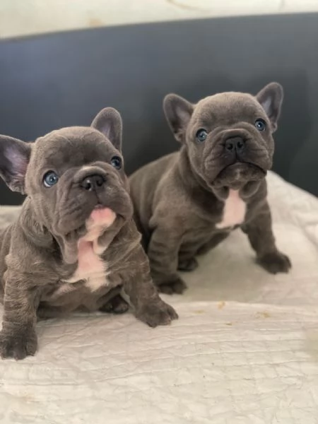 Cuccioli Bull dog francese 