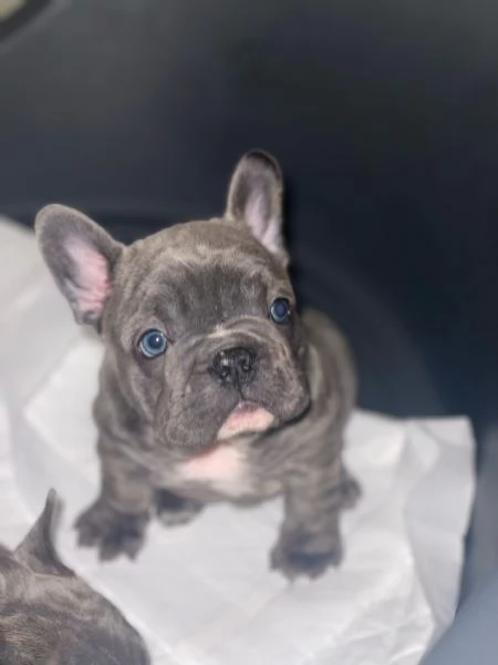 Cuccioli Bull dog francese  | Foto 1