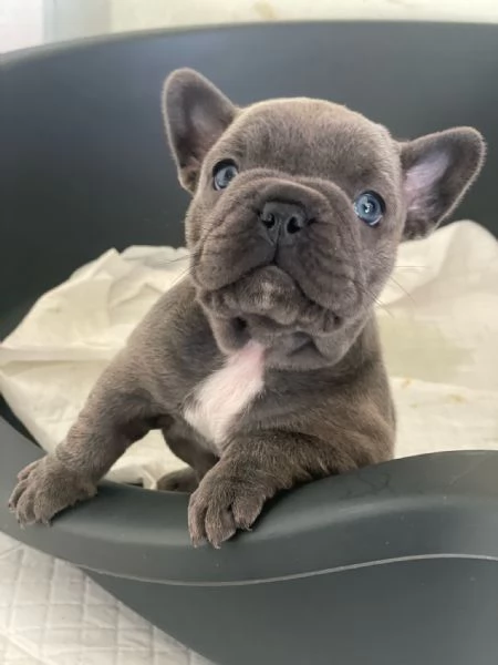 Cuccioli Bull dog francese  | Foto 0