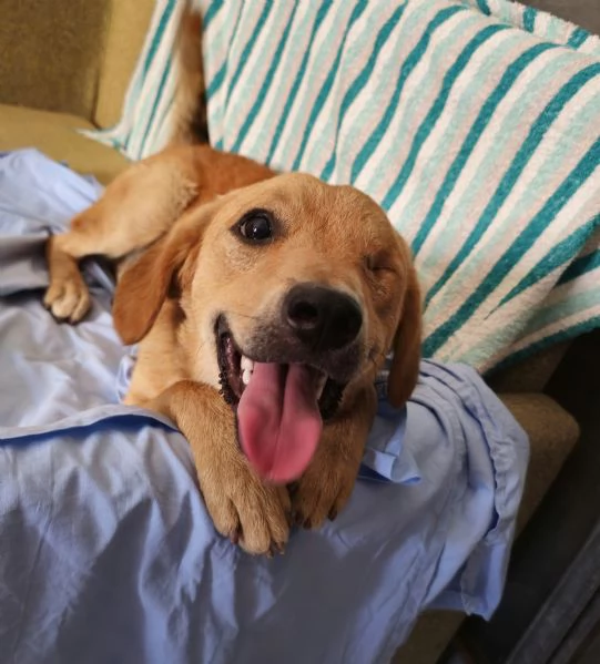 Tommy dolce anima | Foto 2