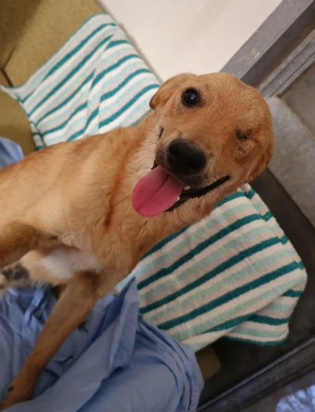 Tommy dolce anima | Foto 1