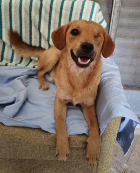 Tommy dolce anima | Foto 0