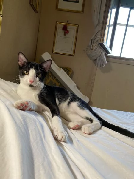  Pirata cerca casa   | Foto 2