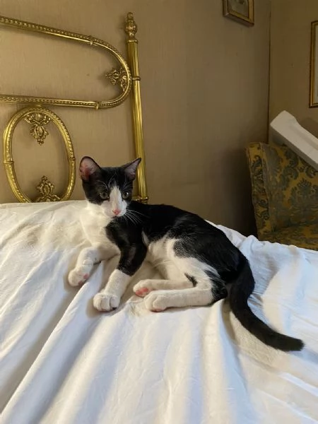  Pirata cerca casa   | Foto 1