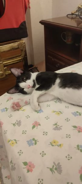  Pirata cerca casa   | Foto 0