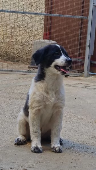 Un meticcio in regalo! 