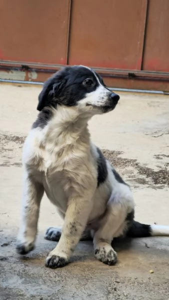 Un meticcio in regalo!  | Foto 2