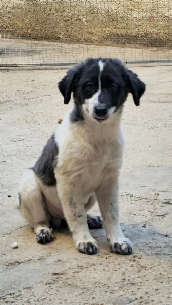 Un meticcio in regalo!  | Foto 1