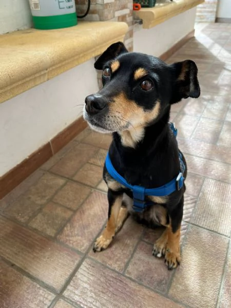 Nina cane  Taglia piccola  | Foto 2