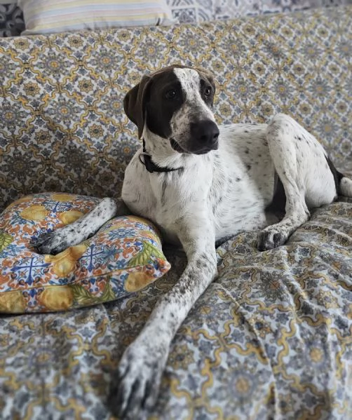  cucciolo 4mesi in regalo