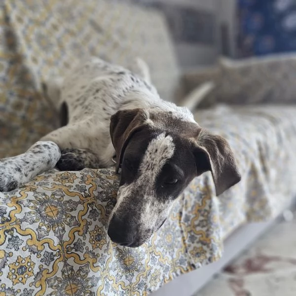  cucciolo 4mesi in regalo | Foto 8