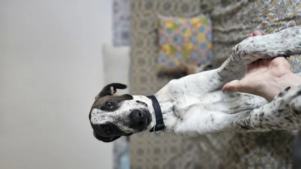  cucciolo 4mesi in regalo | Foto 7