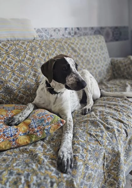  cucciolo 4mesi in regalo | Foto 6