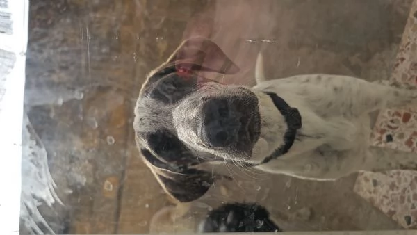  cucciolo 4mesi in regalo | Foto 4
