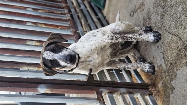  cucciolo 4mesi in regalo | Foto 1