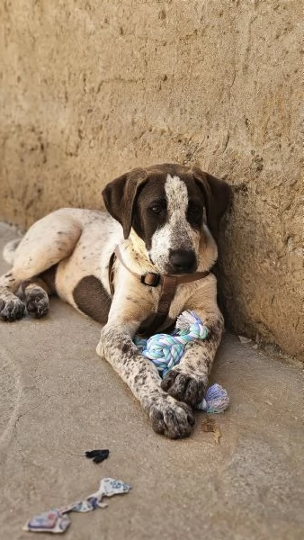  cucciolo 4mesi in regalo | Foto 0