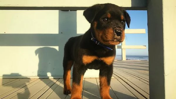 rottweiler