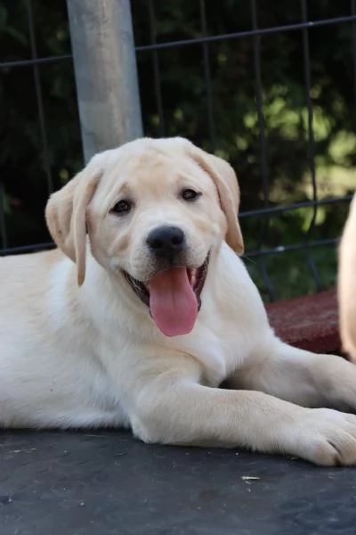 Cuccioli labrador retriver di [hidden] mesi | Foto 4