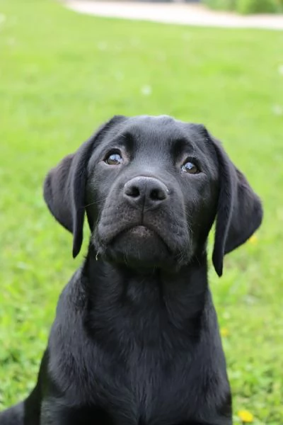 Cuccioli labrador retriver di [hidden] mesi | Foto 3