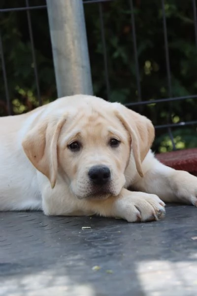 Cuccioli labrador retriver di [hidden] mesi