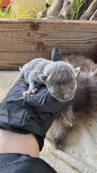 regalo gattini  | Foto 3